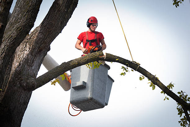 How Our Tree Care Process Works  in  Shoshone, ID